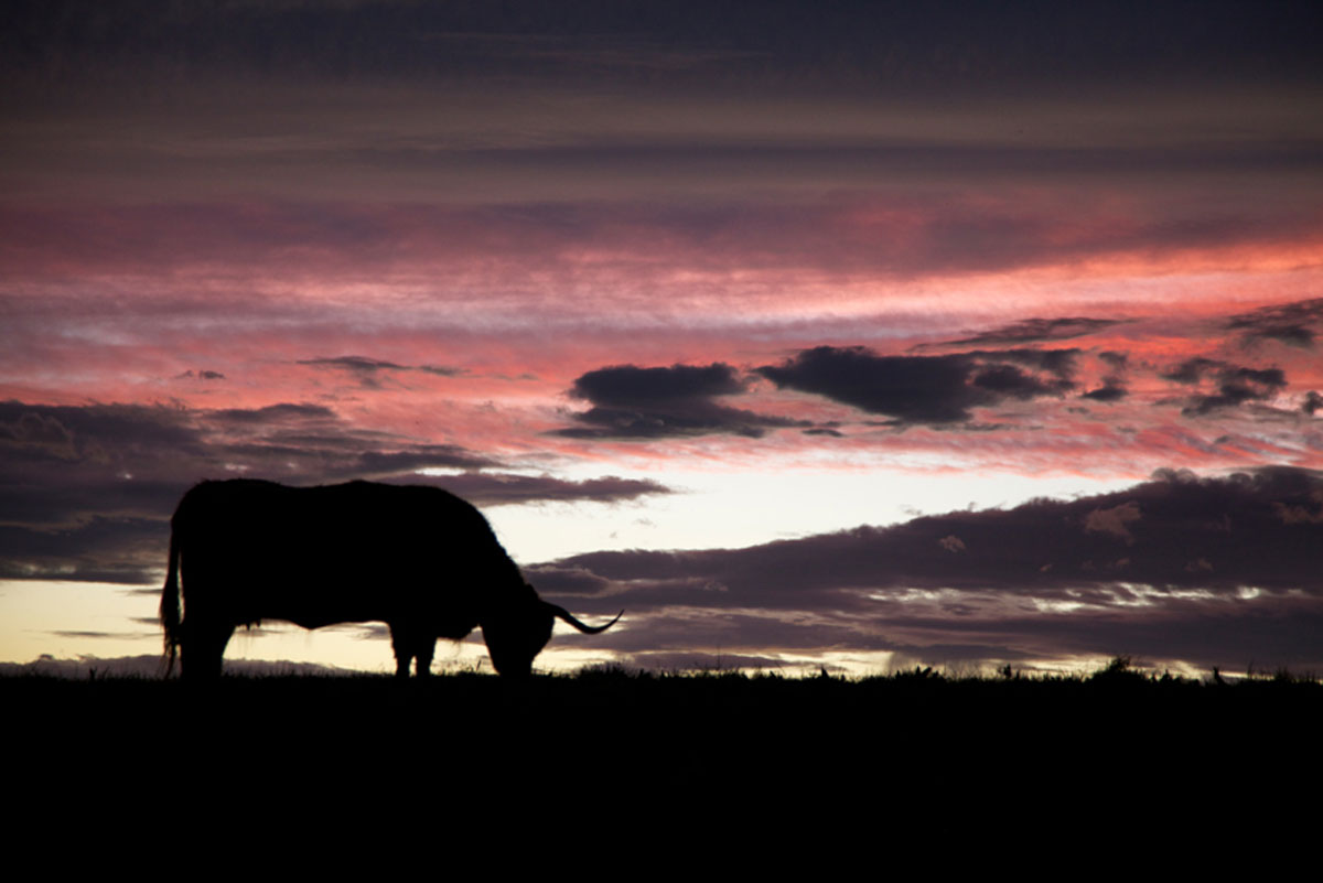 Beastie at sunset