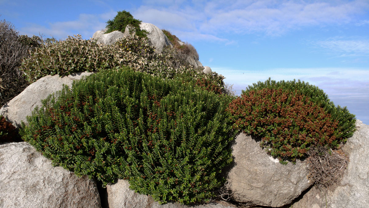 Pene Rock hebes and muttonbird tree