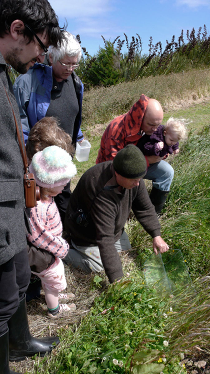 Releasing inanga into lake